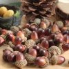 JETTING HomeGarden Store 10PCS Fake Fruits Artificial Mini Acorn Oak Foam Nut Ornaments Home Room Party Xmas Decorative Christmas Decorations For Home
