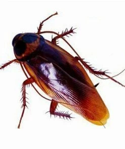 Lavender Wonderland Store 10*pcs Funny Fake Cockroach Gag Gifts Great For Halloween Party Prank Funny Trick Joke Special Model Fake Cockroach