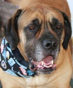 PatienceWayShop American Flag, Patriotic Dog Bandana, July 4th Dog Scarf, Red White Blue, Best Seller, Gifts For Volunteers, German Shepherd, Best Selling Pets