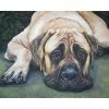 TheDogLover Pets American MASTIFF Dog Art Portriat Canvas PRINT Of LAShepard Painting 8x10"