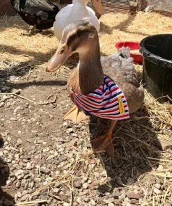 LoveVioletCreations Fourth Of July Pet Bandana