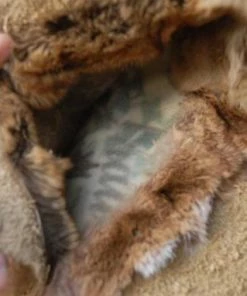 The American Store Leather Gun Cases, Rifle Case, Hunting Gun Case, Handmade Gun Case,Fringed Gun Case, Long Gun Case, Silver Concho 16 The American Store Leather Gun Cases, Rifle Case, Hunting Gun Case, Handmade Gun Case,Fringed Gun Case, Long Gun Case, Silver Concho