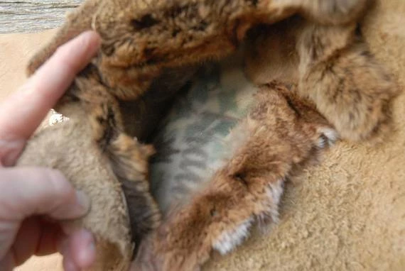 The American Store Leather Gun Cases, Rifle Case, Hunting Gun Case, Handmade Gun Case,Fringed Gun Case, Long Gun Case, Silver Concho 7 The American Store Leather Gun Cases, Rifle Case, Hunting Gun Case, Handmade Gun Case,Fringed Gun Case, Long Gun Case, Silver Concho