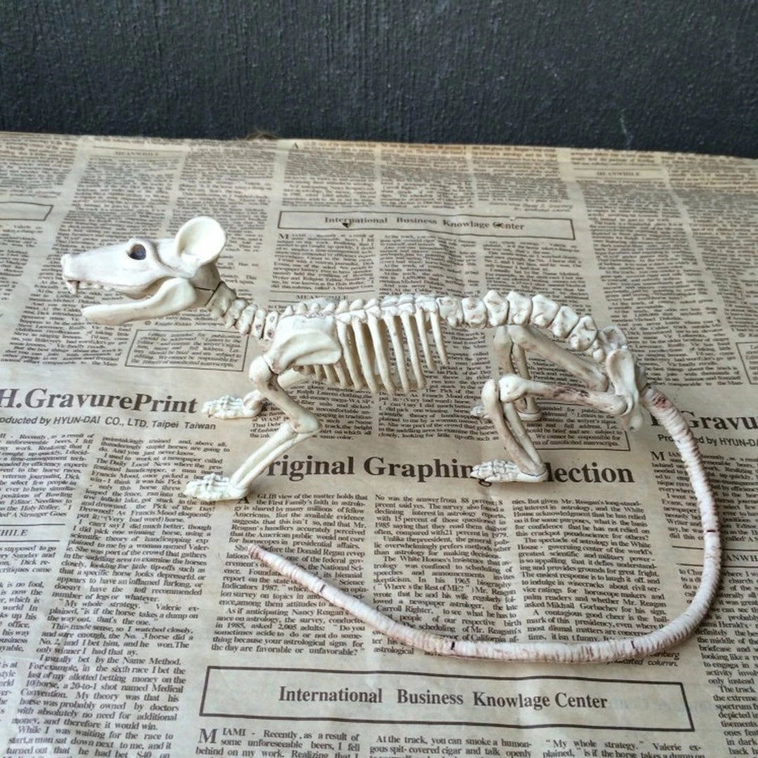 The American Store Nice Skeleton Rat 100% Plastic Animal Skeleton Bones For Horror Halloween Decoration 3 The American Store Nice Skeleton Rat 100% Plastic Animal Skeleton Bones For Horror Halloween Decoration