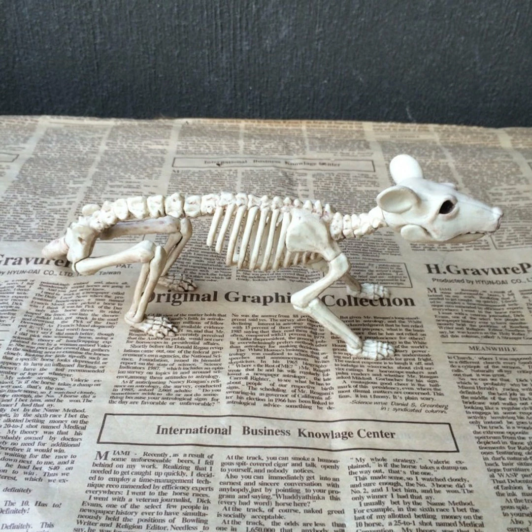 The American Store Nice Skeleton Rat 100% Plastic Animal Skeleton Bones For Horror Halloween Decoration 4 The American Store Nice Skeleton Rat 100% Plastic Animal Skeleton Bones For Horror Halloween Decoration