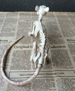 The American Store Nice Skeleton Rat 100% Plastic Animal Skeleton Bones For Horror Halloween Decoration 10 The American Store Nice Skeleton Rat 100% Plastic Animal Skeleton Bones For Horror Halloween Decoration