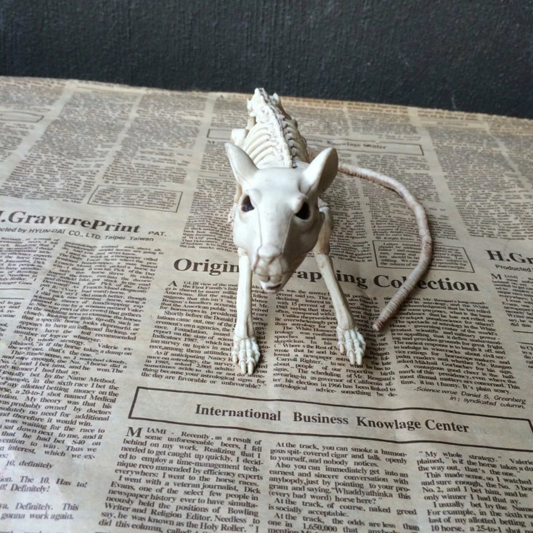 The American Store Nice Skeleton Rat 100% Plastic Animal Skeleton Bones For Horror Halloween Decoration 6 The American Store Nice Skeleton Rat 100% Plastic Animal Skeleton Bones For Horror Halloween Decoration