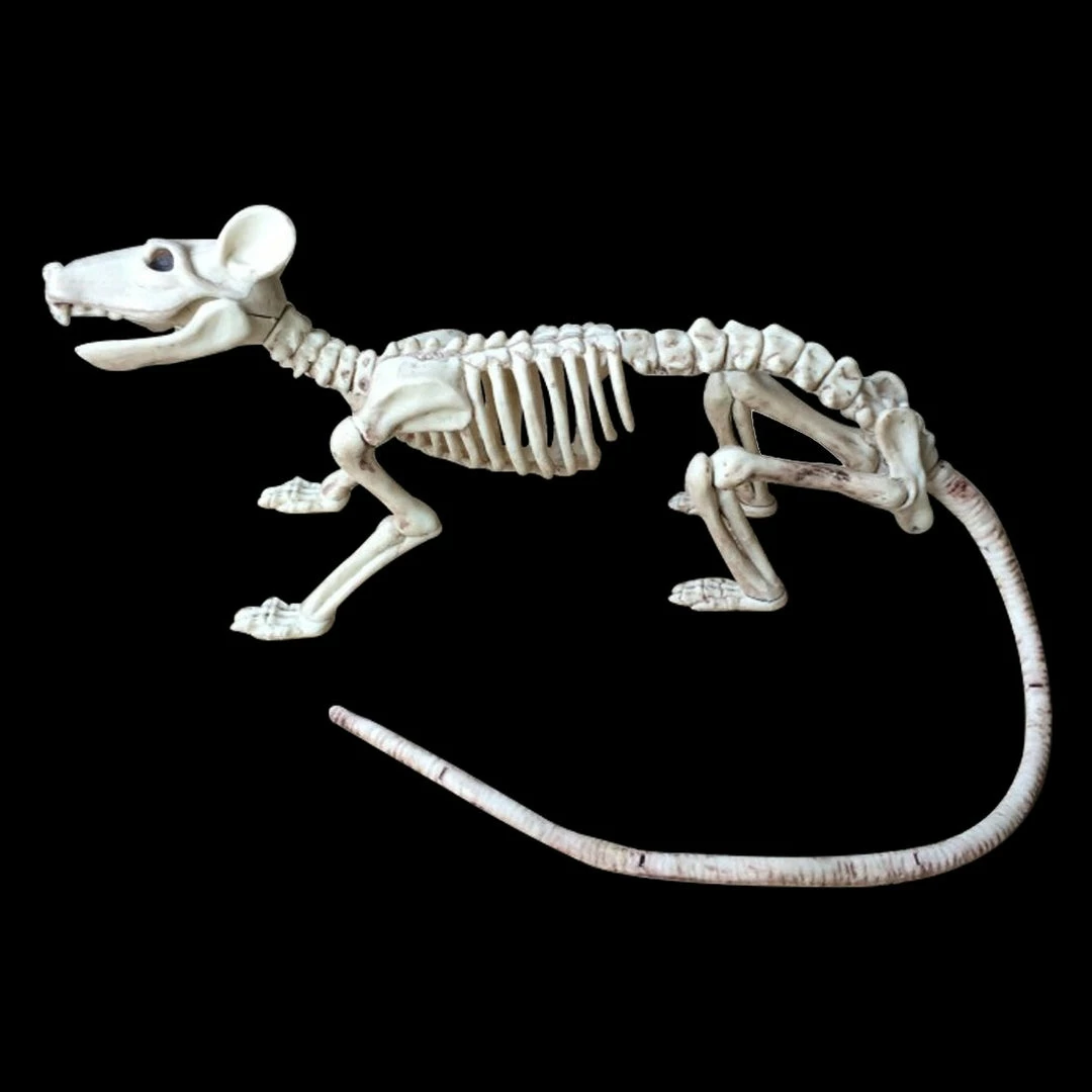The American Store Nice Skeleton Rat 100% Plastic Animal Skeleton Bones For Horror Halloween Decoration 7 The American Store Nice Skeleton Rat 100% Plastic Animal Skeleton Bones For Horror Halloween Decoration