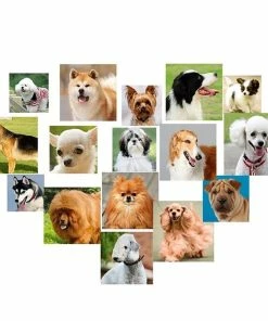 Onlineamericanstore Pets Pet Dog Puppy Interactive Fetch Ball Trainning Baseball Reward Machine Tennis Pet Funny Toys For Small Animals (Ball Included)