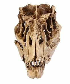 Online American Store Halloween Decorations Resin Crafts Dinosaur Tooth Skull Fossil Teaching Skeleton Model Halloween Home Office Halloween Decoration