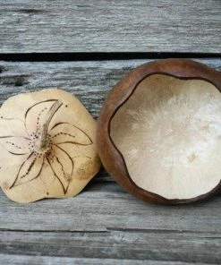 HollyHawkDesigns Sunflower Lidded Dish, Lidded Gourd Dish, Sunflower Decor, Summer Gourd Bowl, Harvest Gourd Bowl