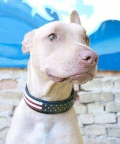 The American Store 4th Of July Dog Collar Red White Blue Leather Dog Collar USA Made Custom Tooled Leather Dog Collar Pitbull Collar Accessories