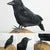 Happy Goal House Store New Raven Feather Art Artificial Crow Crafts Prop Halloween Bird Realistic Party Halloween Prop