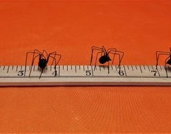 Online American Store Faux Black Widow Spider Variety Pack, Extra Large Black Widow, 3 Regular Black Widows, Albino Black Widow, Halloween Spider Decoration Pack