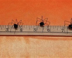 Online American Store Faux Black Widow Spider Variety Pack, Extra Large Black Widow, 3 Regular Black Widows, Albino Black Widow, Halloween Spider Decoration Pack