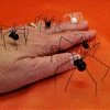 Online American Store Faux Black Widow Spider Variety Pack, Extra Large Black Widow, 3 Regular Black Widows, Albino Black Widow, Halloween Spider Decoration Pack