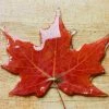 The American Store Resin Preserved Autumn Leaf W/ Personalised Message. Wedding, Birthday Gifts, Christmas Decorations. Maple Leaf / Real Fall Leaves For Sale