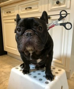 Onlineamericanstore Funny Halloween Costume Saw Axe Headband For Pet Dog Cat And Human, Great For Photo Props, Party Idea And Just For Laugh Update Your Settings Halloween Pets Accessories 14 Onlineamericanstore Funny Halloween Costume Saw Axe Headband For Pet Dog Cat And Human, Great For Photo Props, Party Idea And Just For Laugh Update Your Settings Halloween Pets Accessories