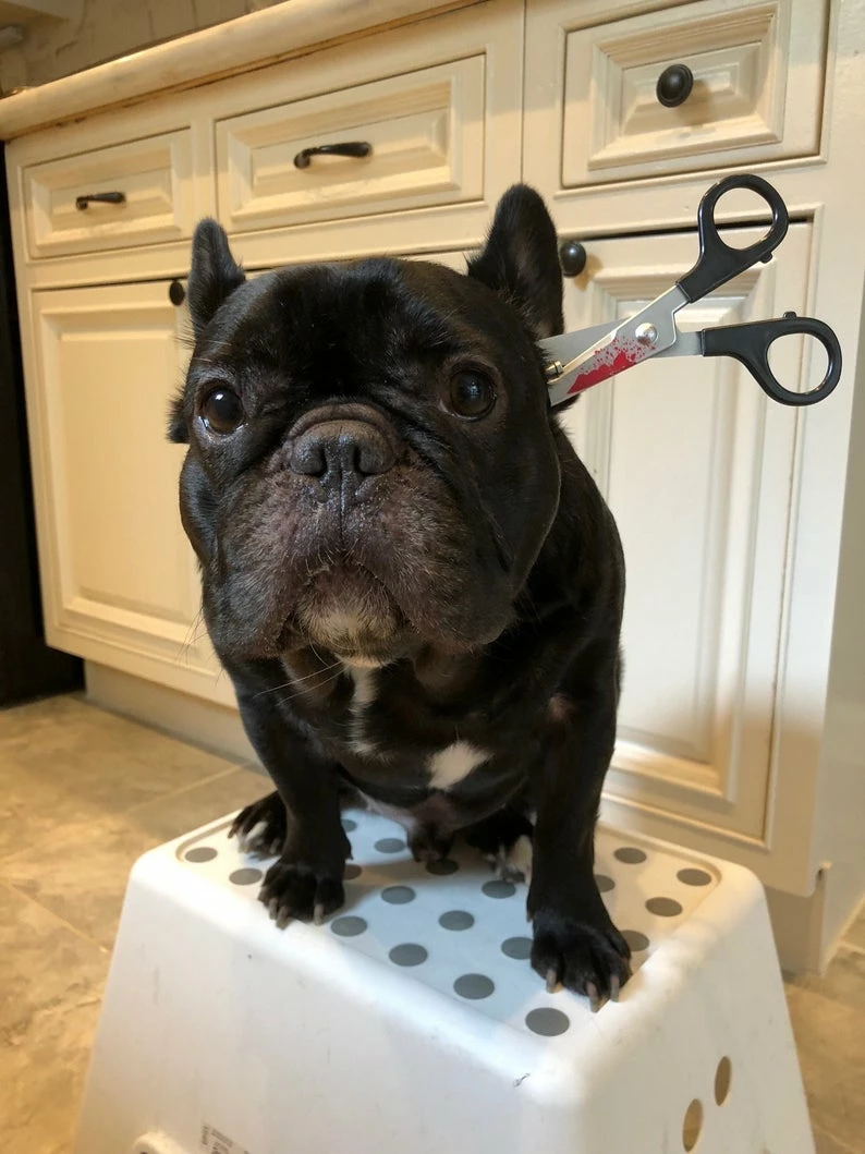 Onlineamericanstore Funny Halloween Costume Saw Axe Headband For Pet Dog Cat And Human, Great For Photo Props, Party Idea And Just For Laugh Update Your Settings Halloween Pets Accessories 5 Onlineamericanstore Funny Halloween Costume Saw Axe Headband For Pet Dog Cat And Human, Great For Photo Props, Party Idea And Just For Laugh Update Your Settings Halloween Pets Accessories