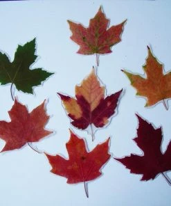The American Store Resin Preserved Autumn Leaf W/ Personalised Message. Wedding, Birthday Gifts, Christmas Decorations. Maple Leaf / Real Fall Leaves For Sale