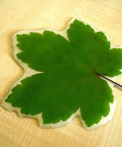 The American Store Resin Preserved Autumn Leaf W/ Personalised Message. Wedding, Birthday Gifts, Christmas Decorations. Maple Leaf / Real Fall Leaves For Sale