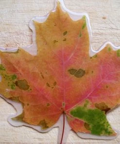 The American Store Resin Preserved Autumn Leaf W/ Personalised Message. Wedding, Birthday Gifts, Christmas Decorations. Maple Leaf / Real Fall Leaves For Sale