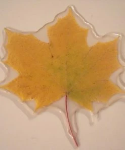The American Store Resin Preserved Autumn Leaf W/ Personalised Message. Wedding, Birthday Gifts, Christmas Decorations. Maple Leaf / Real Fall Leaves For Sale