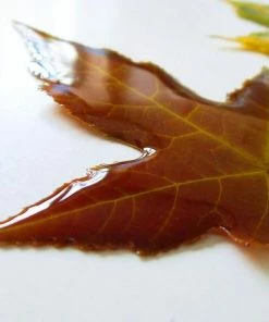 The American Store Resin Preserved Autumn Leaf W/ Personalised Message. Wedding, Birthday Gifts, Christmas Decorations. Maple Leaf / Real Fall Leaves For Sale